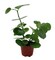 Arabian Wax Ivy - Cissus Rotundifolia - Great House Plant - 4" Pot